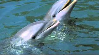 Dolphin whistles sound similar in air and helium [upl. by Annitsirhc695]