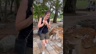 観光客が鹿を恐れて逃げている Nara Park deer in japan japan animals naradeer [upl. by Bogosian499]