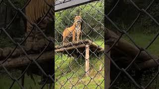 king tiger at nainital zoo zoo nainital travel vlog viral trending [upl. by Besse474]