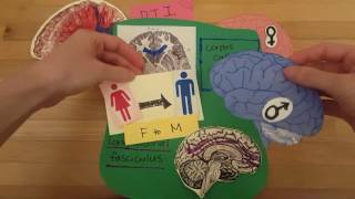 Gender and the Brain [upl. by Erapsag]