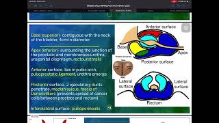 REPRO male reproductive anatomy 2 [upl. by Nednyl]