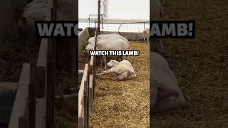 THIS NEWBORN LAMB CAME OUT DANCING💃💃 cute sheep lambing [upl. by Yentruocal680]