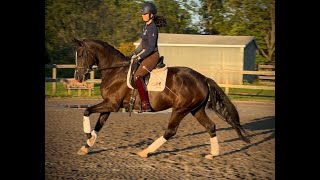 Delphina 2020 161h US Bred Oldenburg mare by Davos CFJazz Time [upl. by Burtis]