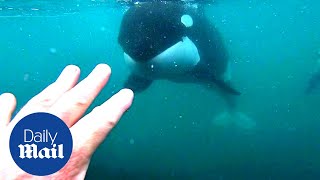 Incredible moment killer whales brush past swimmer in New Zealand [upl. by Crescen658]