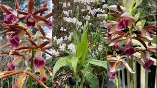 2443 我是怎麼養鶴頂蘭的 Phaius tankervilleae reblooming [upl. by Ahsrav]