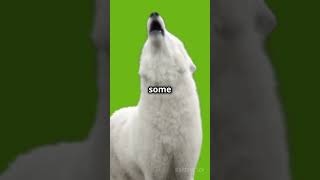 Why do dogs howl dog facts shorts [upl. by Stefa68]