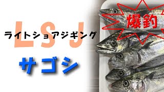 【サゴシ】久々のライトショアジギングでサゴシが爆釣した [upl. by Dot379]