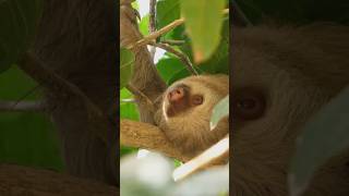 quotThe Slowest Eaters in the World Sloths 🐾🍃quot facts shorts trending [upl. by Stortz]