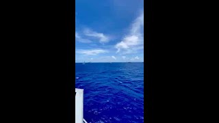 RIMPAC 2024  Multination group sail [upl. by Tanya]