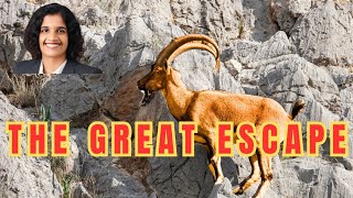 Mountain goat technically “escapes” a snow leopard viral nature naturelovers wildlife youtube [upl. by Aliza]