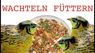 Wachtelfutter  Die besten Tipps für die Fütterung von Wachteln  mit Futter vom WachtelShop [upl. by Nylime]