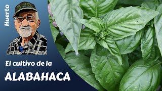 ALBAHACA como sembrar plantar y utilizar la albahaca [upl. by Felise]