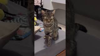 Meu gato macho tá GRÁVIDO gatos viral gatofofo gato [upl. by Ecila]