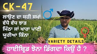 Hybrid paddy Ck47 short duration high yield variety tested by HAU [upl. by Aramo]