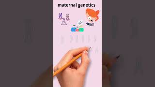 Maternal Genetics [upl. by Ailet]