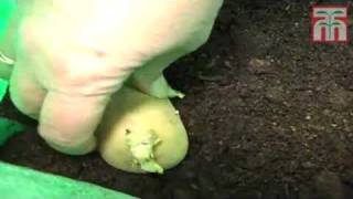 How To Grow Potatoes video with Thompson amp Morgan [upl. by Aubyn]