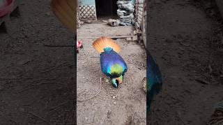 Watch Albert The Himalayan Monal get low birdtrend ytshorts exoticpheasants himalayanmonal [upl. by Inalem229]