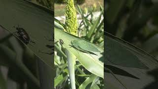 False Leaf Katydid vs Japanese Beetle shorts insects bug [upl. by Aisercal852]