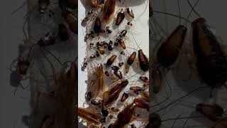 German Cockroach Life Stages pestcontrol [upl. by Anyaj]