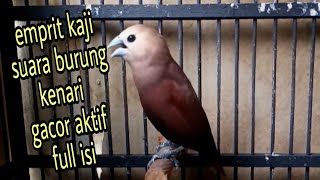 emprit kaji gacor full isi  emprit kaji gacor suara burung kenari [upl. by Lallage485]