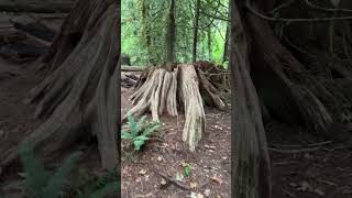 old growth tree stumps nature [upl. by Renwick]