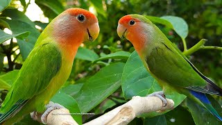 PeachFaced Lovebirds Sounds  RedHeaded Green Opaline amp RedFaced Dark Green [upl. by Longley]