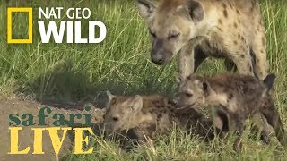 New Hyena Den is Discovered with Lots of Babies – Day 80  Safari Live [upl. by Arolf84]