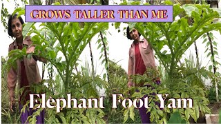 ELEPHANT FOOT YAM Nutritional amp Health Benefits How to Grow Elephant Foot Yam [upl. by Maire]