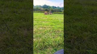 Hauling hay 24haynewhollandfarminghobbyfarm [upl. by Lenhard429]