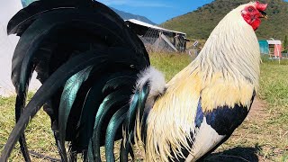 Beautiful Quality Birds 💯 Pablo Lopez MEZQUITE FARM Mexico [upl. by Nnagem592]