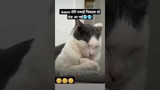 Apke yaha ka mosam kesa h shorts short cat dog pets comedy funny winter catlover animals [upl. by Junno]