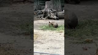 Patagonian Mara [upl. by Eniamzaj260]