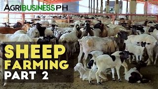 Sheep breeding  Sheep farming part 2 Agribusiness [upl. by Sanfourd]