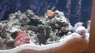 KaySoh  Octopus Briareus Rearranging the Sand in Her Tank  1 of 2 [upl. by Trauner]