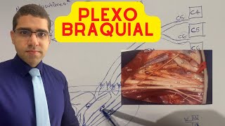 PLEXO BRAQUIAL  ANATOMIA FÁCIL [upl. by Anerol]