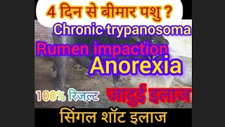 treatment of chronic trypanosoma in cow anorexiaRumen impactionVickyPansarigaumataseva4467 [upl. by Kaia]