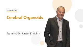 Cerebral Organoids featuring Dr Jürgen Knoblich  The Stem Cell Podcast [upl. by Stannfield]