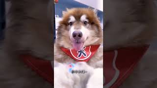 😦Intne Baal aagye dog pets comedy cutedogs [upl. by Tearle]