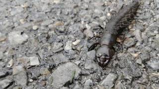 Hellgrammite the Dobsonfly larvae heading off for pupation [upl. by Fruma]