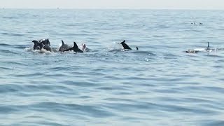 HUNDREDS OF DOLPHINS in Murrells Inlet SC [upl. by Etienne]