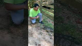 Aaron Chases A 34 Year Old Alligator Snapping Turtle alligatorsnappingturtle aaronthereptileguy [upl. by Lachus]