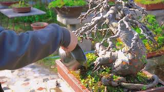 Mastering the Art of Chinese Bonsai Watering Techniques for Healthy Roots Tips and Tricks for [upl. by Gnauq]