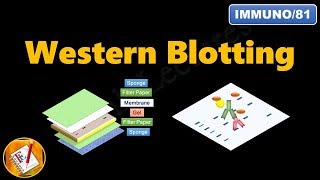 Western Blotting Immunoblotting  Principle and Complete Procedure Explained  FLImmuno81 [upl. by Shurlocke288]