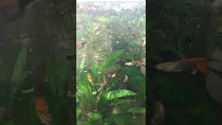 How to feed Fancy Guppies w Tetramin Tropical Fish Flakes NeonTetra Rasbora [upl. by Kingdon]