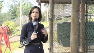 Animais sofrem em zoos sem instalação adequada [upl. by Aihsenal61]