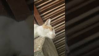 Cat sleeping 😴 [upl. by Henrique]