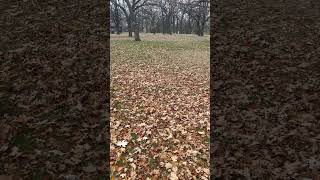 A blustery sundaymorning augsburgpark richfield minnesota november autumn leaves [upl. by Cavit]