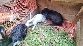 Breeding of two different breeds of rabbits [upl. by Odarnoc]