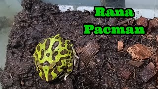 Rana Pacman 🐸 ceratophrys [upl. by Evania]