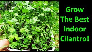 How To Grow Cilantro Indoors [upl. by Tutankhamen]